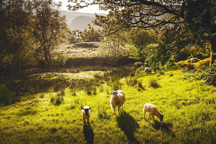 Windermere & Lake District Tour from Manchester Including Cruise - Photo 1 of 6